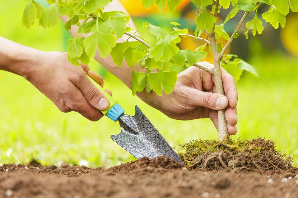 Precision Tree Transplanting Services by BIG JOHN