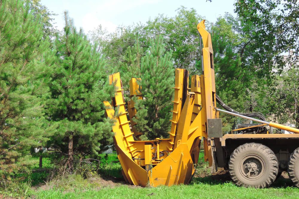 Tree transplanting