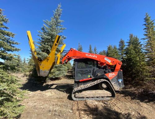 Benefits of Buying Tree Transplanting Equipment