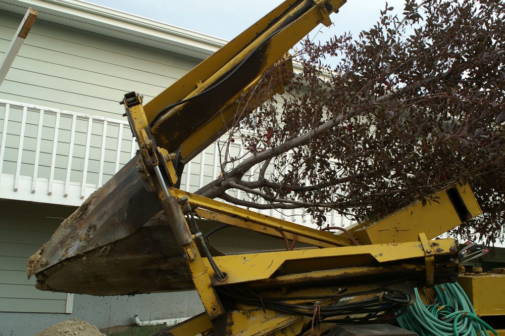 Tree spade moving tree to be transplanted