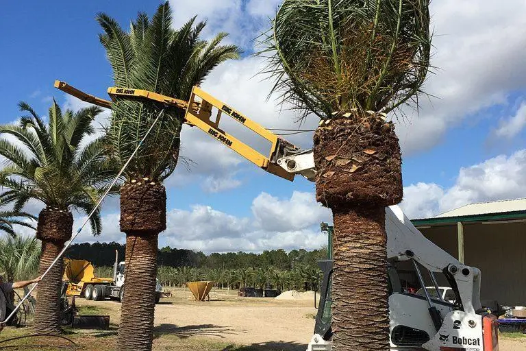 Truck-mounted tree spade relocating a large tree