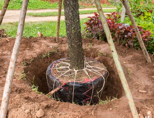 When Is the Best Time to Transplant a Tree? A Month-by-Month Professional Guide