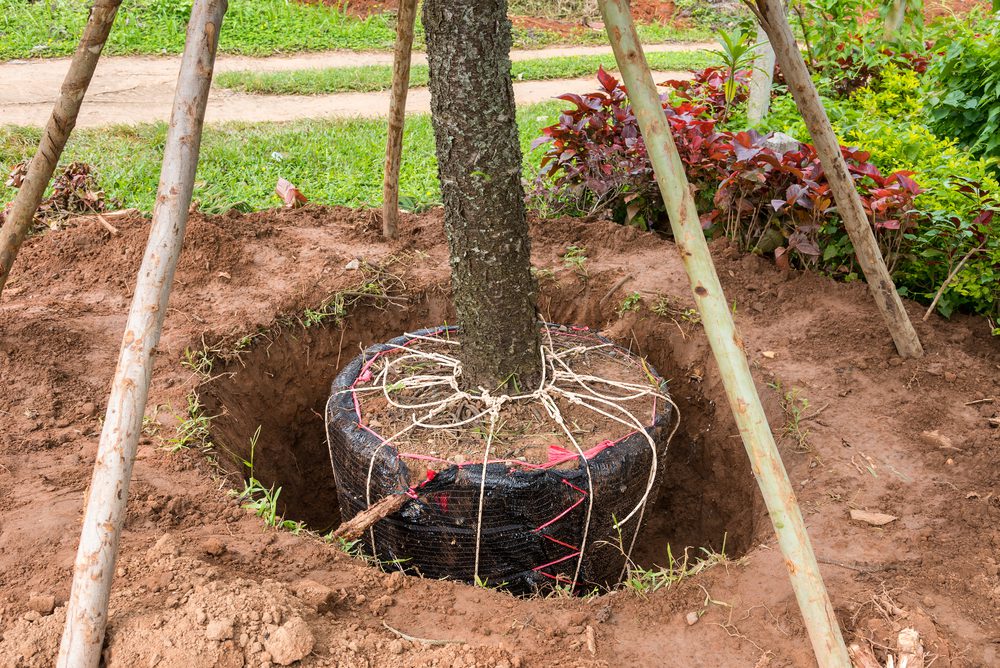 Mature tree being transplanted in summer with a Big John tree spade