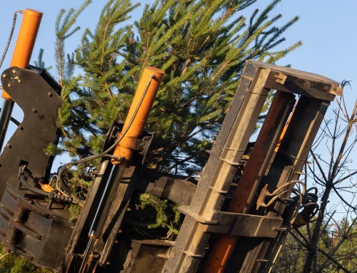 Tree Transplant Shock: Prevention, Recognition, and Recovery