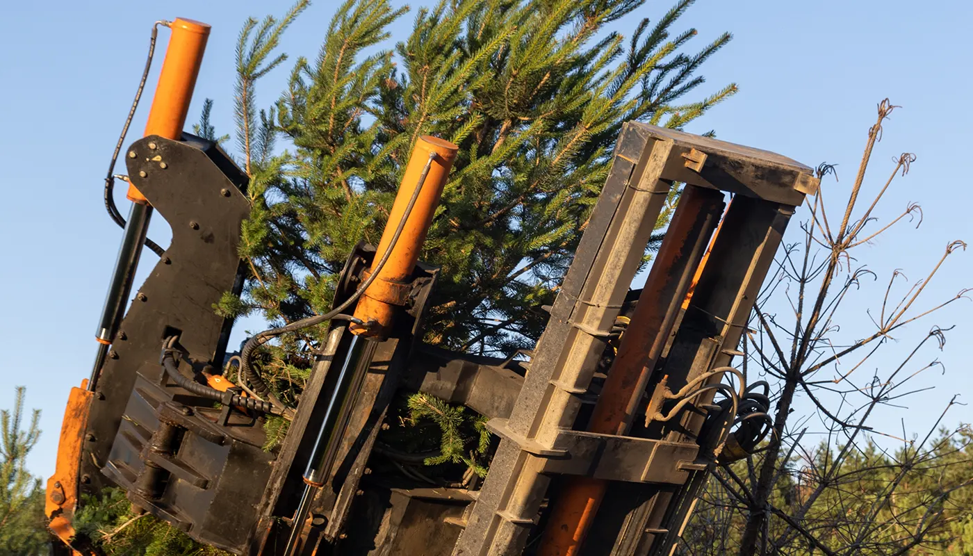 Big John tree spade transplanting a tree to reduce transplant shock
